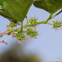 Morus alba L.